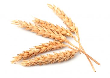 Industrial Sector Agriculture