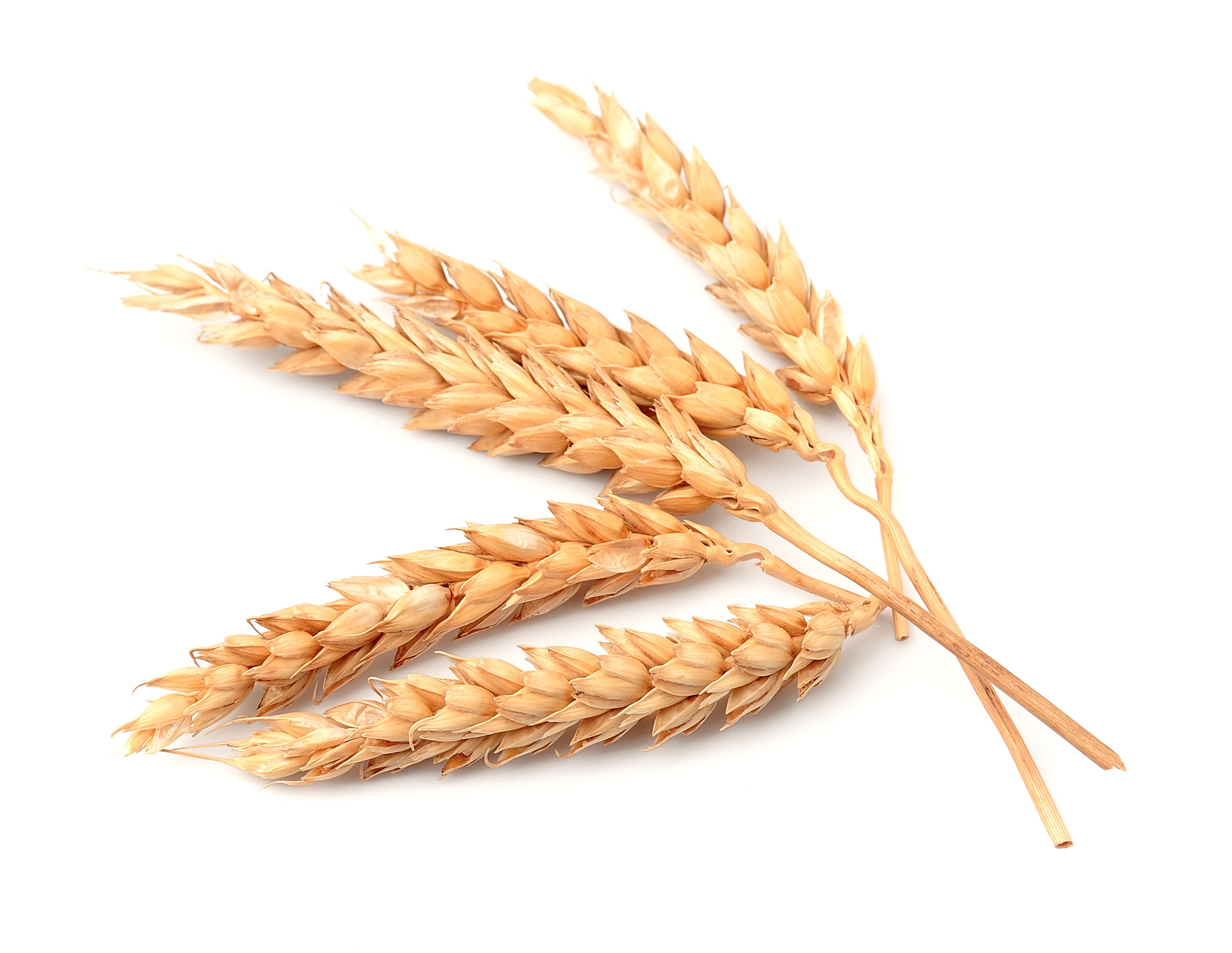wheat
